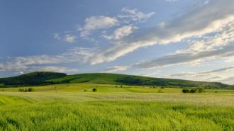 A grassy field.